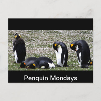 Carte Postale Penquin lundi