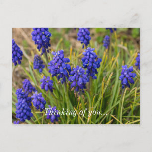 Carte Postale Pensée De La Famille Des Hyacinthes