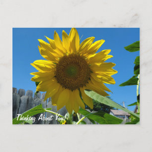 Carte Postale Penser à propos de vous tournesol photographie