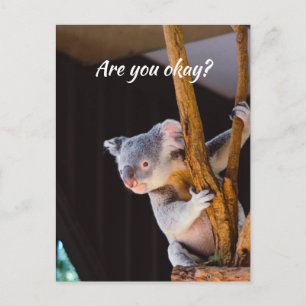 Carte Postale Penser à vous amusez Koala Faites-moi savoir que v