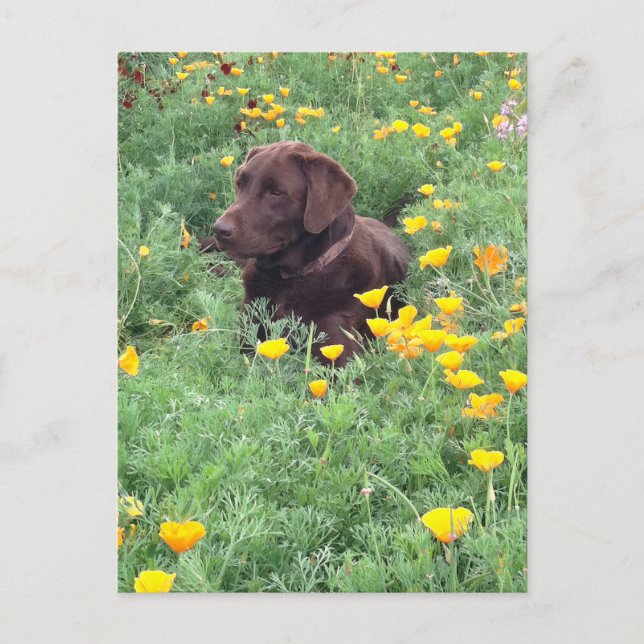 Carte Postale Penser à vous Chocolat Labrador Chien Poppy Patch (Devant)