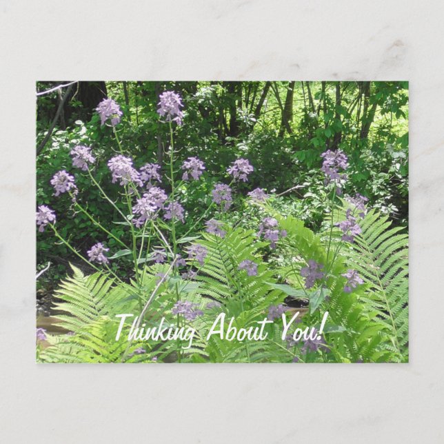 Carte Postale Penser À Vous Fleurs Violettes Juste Dire Salut (Devant)