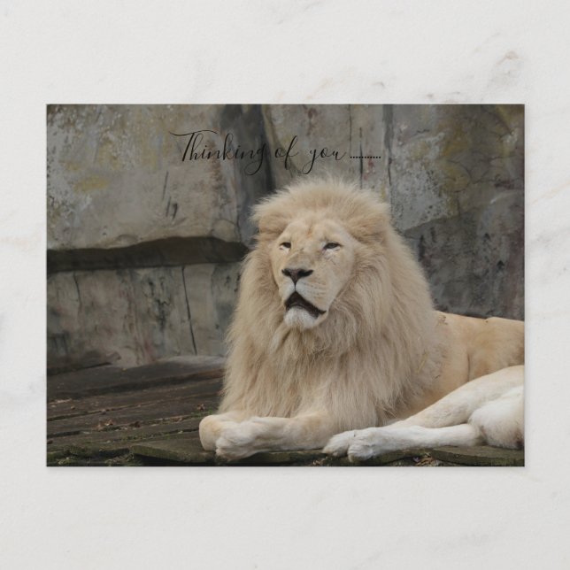 Carte Postale penser à vous l'amour lion (Devant)