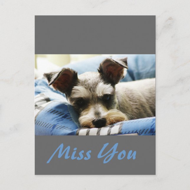 Carte Postale Penser à vous, Mini Schnauzer doux (Devant)