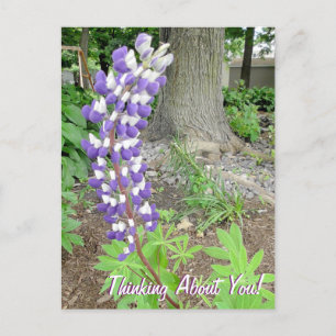 Carte Postale Penser À Vous Purple Lupine Floral