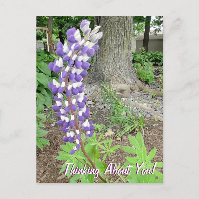 Carte Postale Penser À Vous Purple Lupine Floral (Devant)