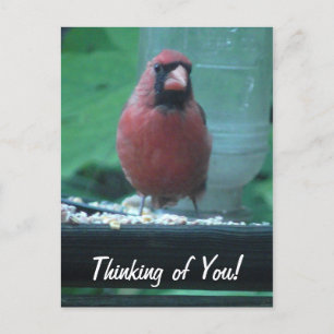 Carte Postale Pensez à vous Cardinal