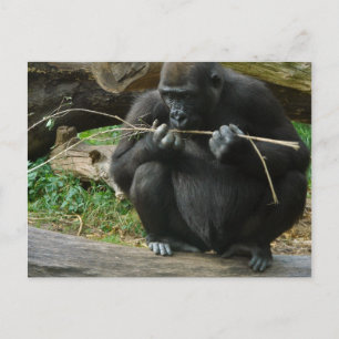 Carte postale Pensive Gorilla