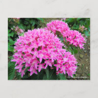 Pentas lanceolata [Carte postale]