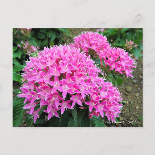 Carte Postale Pentas lanceolata [Carte postale] (Devant)