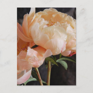 Carte Postale Peonies