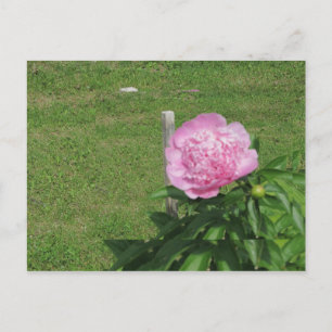 Carte Postale Peony