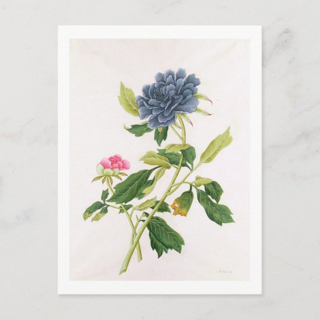 Carte Postale Peony (Devant)