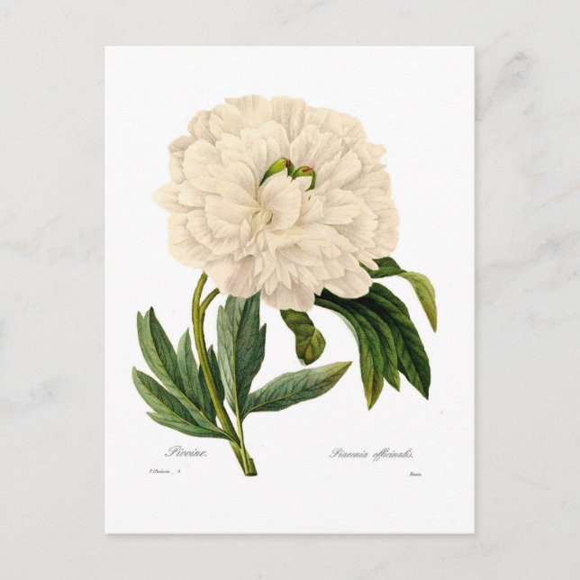 Carte Postale Peony (Devant)
