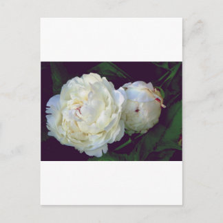 Carte Postale Peony blanc