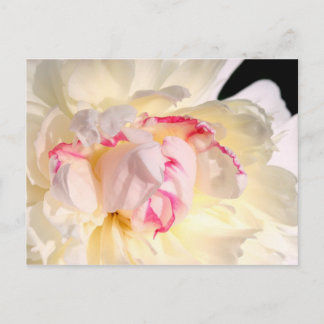 Carte Postale Peony Dans La Lumière Du Matin