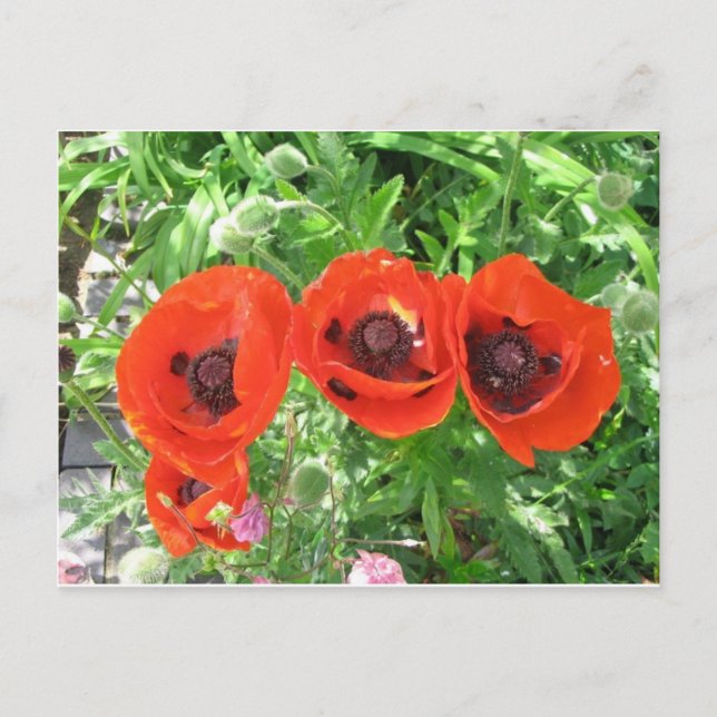 Carte Postale Pépites/Cartes postales (Devant)