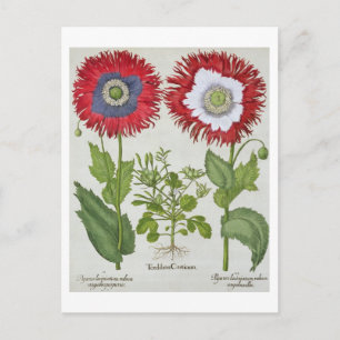 Carte Postale Pépites ornementales, des "Hortus Eystettensis"