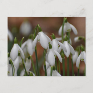 Carte Postale Perce-neige 