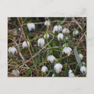 Carte Postale Perce-neige 