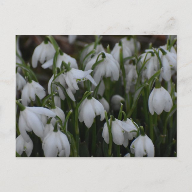 Carte Postale Perce-neige  (Devant)
