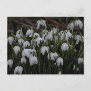 Carte Postale Perce-neige 