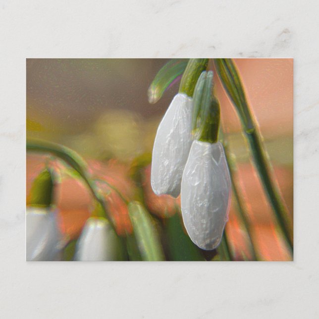 Carte Postale Perce-neige (Devant)
