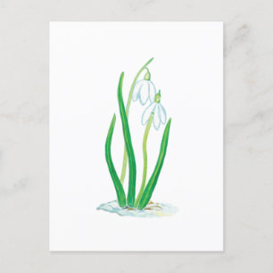 Carte Postale Perce-neige (Galanthus nivalis)