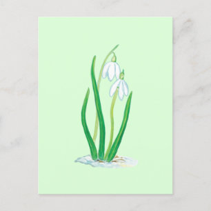 Carte Postale Perce-neige (Galanthus nivalis) Fleurs de début de