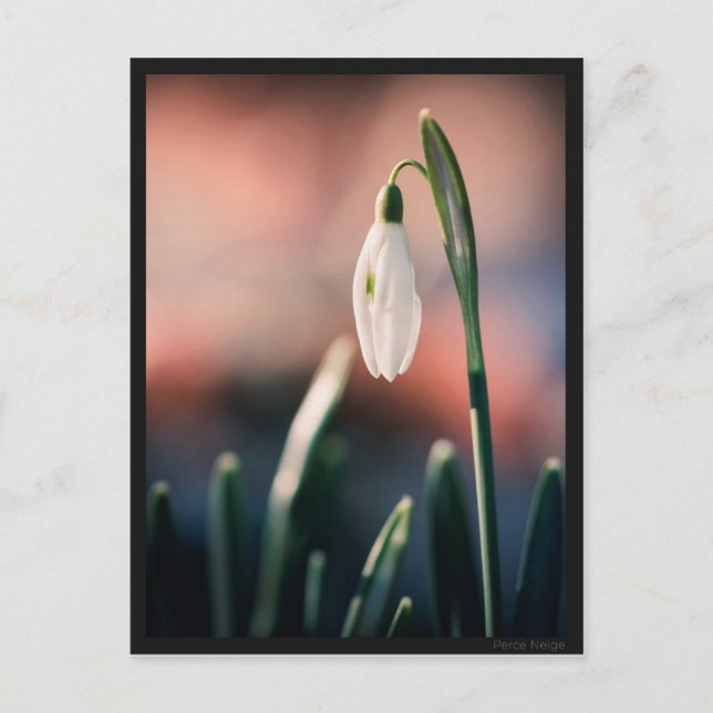 Carte postale Perce Neige Postcard (Front)
