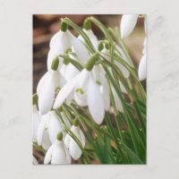 Perce-neiges renversantes de ressort