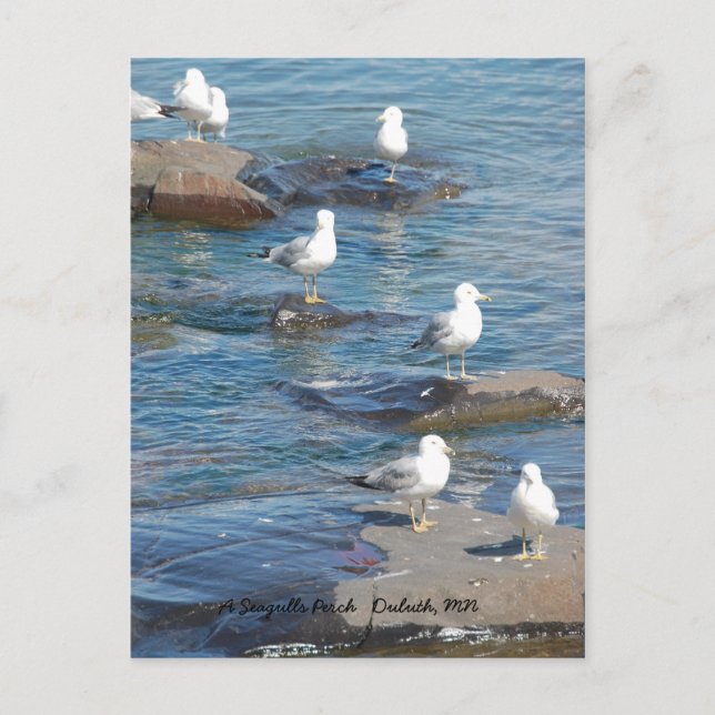 Carte Postale Perche De Mouettes, Duluth De Perche De Mouettes,  (Devant)