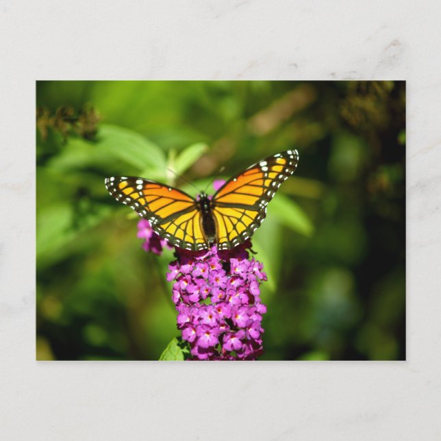 Carte Postale Perche pourpre (Papillon Viceroy) (Devant)