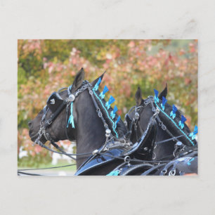 Carte postale Percheron