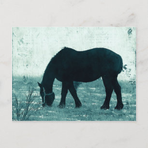 Carte Postale Percheron d'hiver