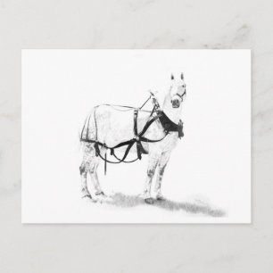 Carte Postale Percheron Draft Horse Equine Art Postcard