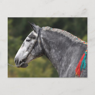 Carte Postale Percheron jument de cheval