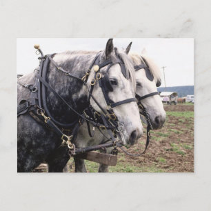 Carte Postale Percheron Tandem