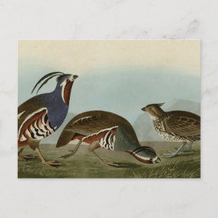 Carte Postale Perdrix à pattes épaisses