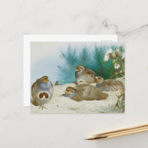 Carte Postale perdrix anglaise avec gorges et chardons, Art