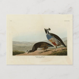Carte Postale Perdrix de Californie - Les Oiseaux d'Amérique d'A