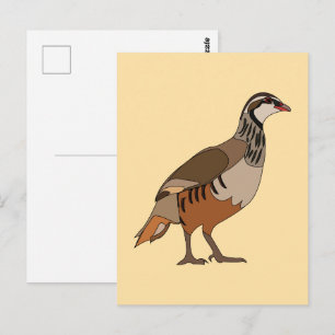 Carte Postale Perdrix oiseau Chukar