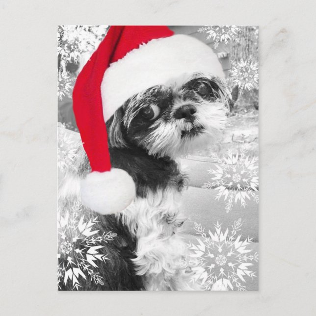 Carte postale père Noël Shih Tzu Girl (Devant)
