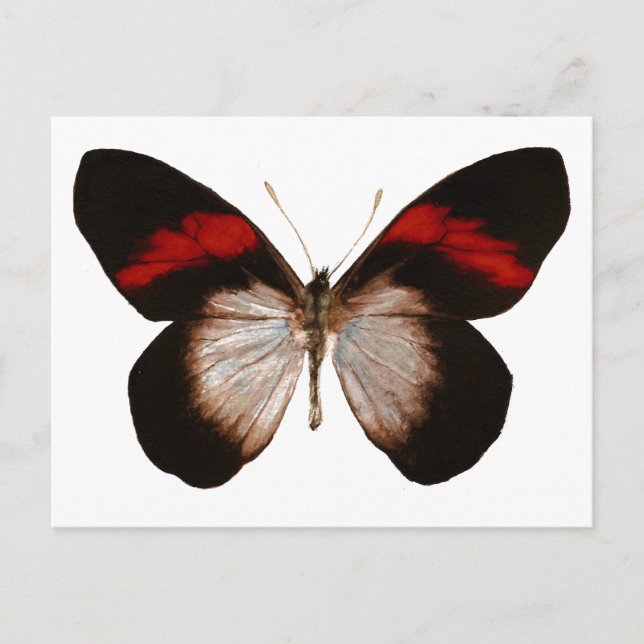 Carte Postale Pereute à bande rouge - Customisé (Devant)