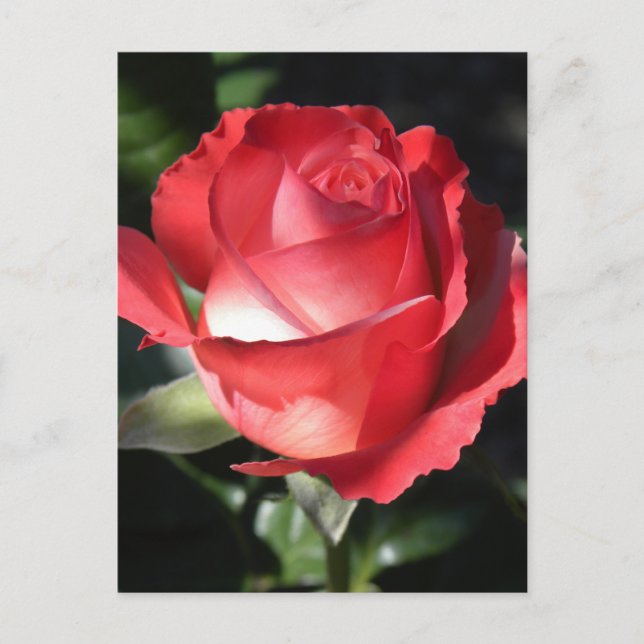 Carte Postale Perfection rose (Devant)