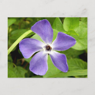 Carte postale Périwinkle