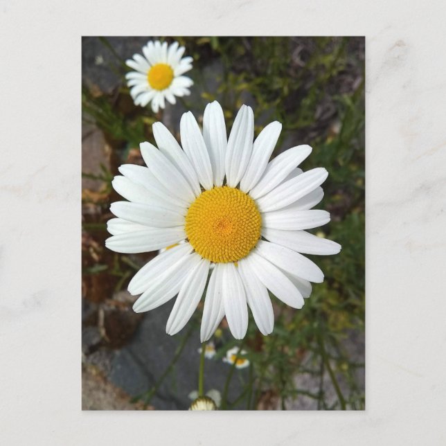 Carte postale Perky White Daisy Flower (Devant)