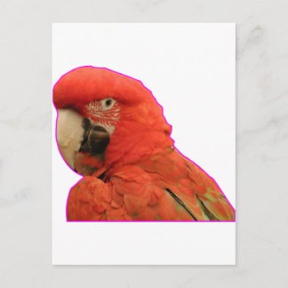 Carte Postale Perroquet