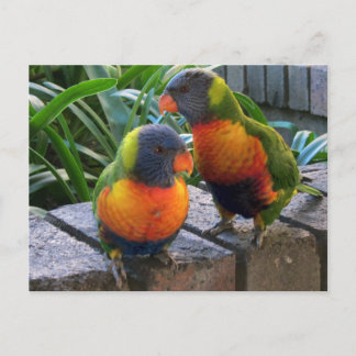 Carte Postale Perroquet