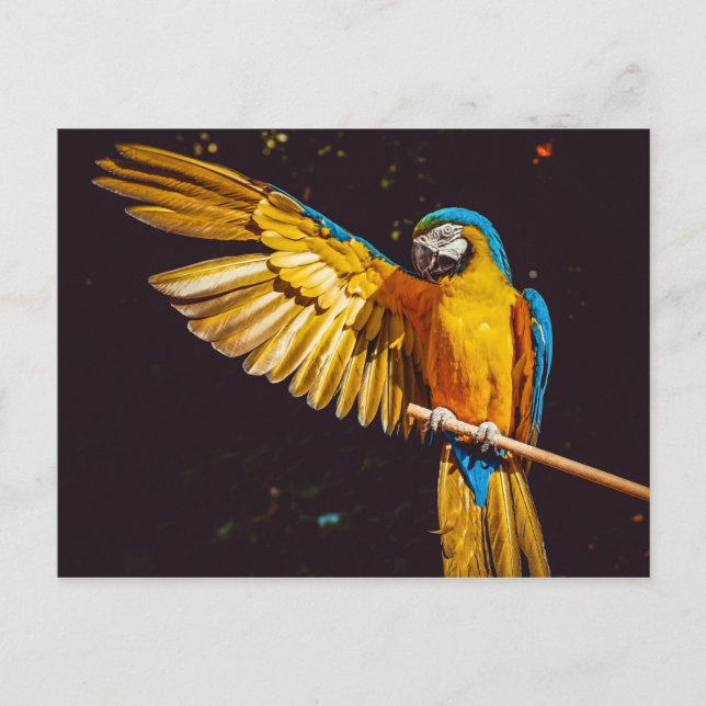 Carte Postale Perroquet (Devant)